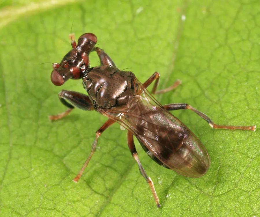 Sphyracephala subbifasciata - photo 3
