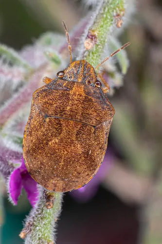 Sphyrocoris obliquus