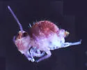 Sphyrotheca confusa