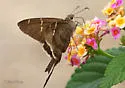 Brown Longtail - Hodges#3893 - photo 2