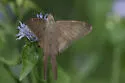 Brown Longtail - Hodges#3893 - photo 3