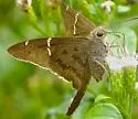 Brown Longtail - Hodges#3893 - photo 4