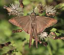 Brown Longtail - Hodges#3893 - photo 5