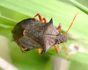 Spiked Shieldbug