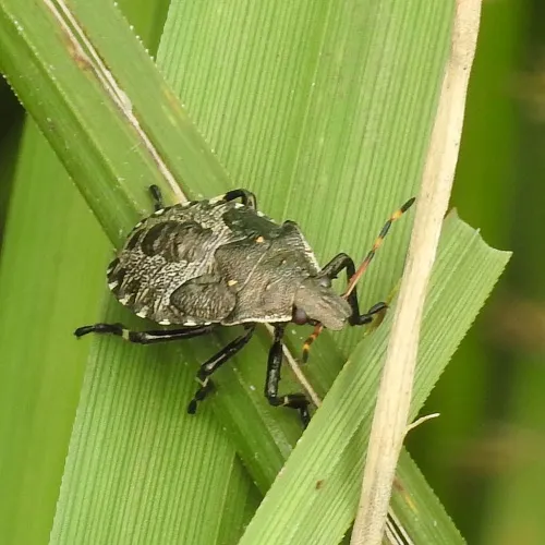 Spiked Shieldbug - photo 2