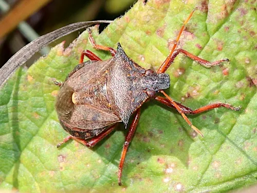 Spiked Shieldbug - photo 3