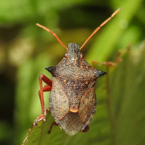 Spiked Shieldbug - photo 4