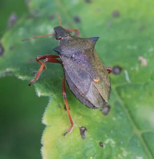 Spiked Shieldbug - photo 5
