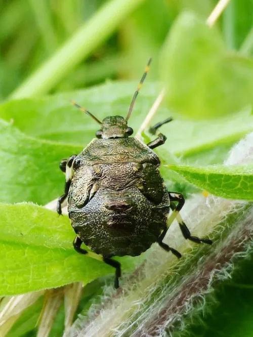 Spiked Shieldbug - photo 6