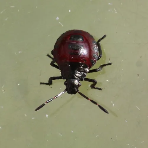 Spiked Shieldbug - photo 7