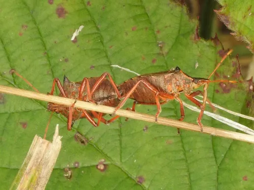 Spiked Shieldbug - photo 8