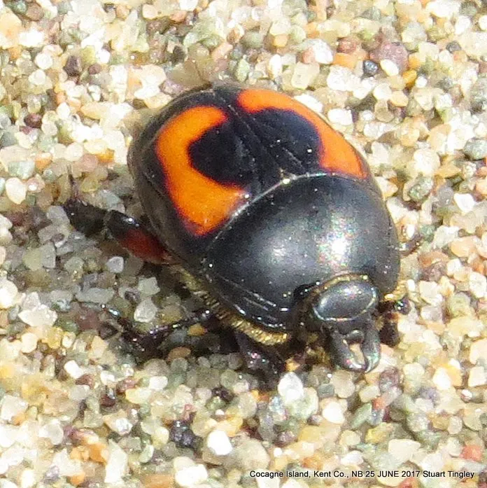Spilodiscus arcuatus - photo 2