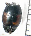 Spilodiscus biplagiatus