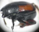 Spilodiscus biplagiatus - photo 2