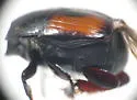 Spilodiscus biplagiatus - photo 3