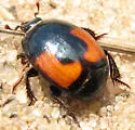 Spilodiscus biplagiatus - photo 4