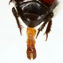 Spilodiscus flohri - photo 2