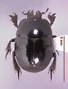 Spilodiscus gloveri