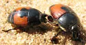 Spilodiscus instratus - photo 2