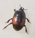 Spilodiscus ulkei - photo 4