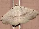 Moon-lined Moth - Hodges#8769 - photo 4