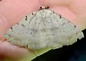 Moon-lined Moth - Hodges#8769 - photo 5