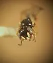 Spilomena occidentalis - photo 2