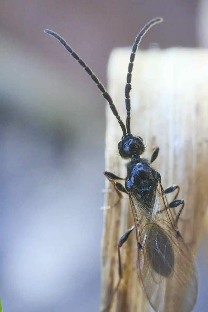 Spilomicrus annulicornis - photo 2