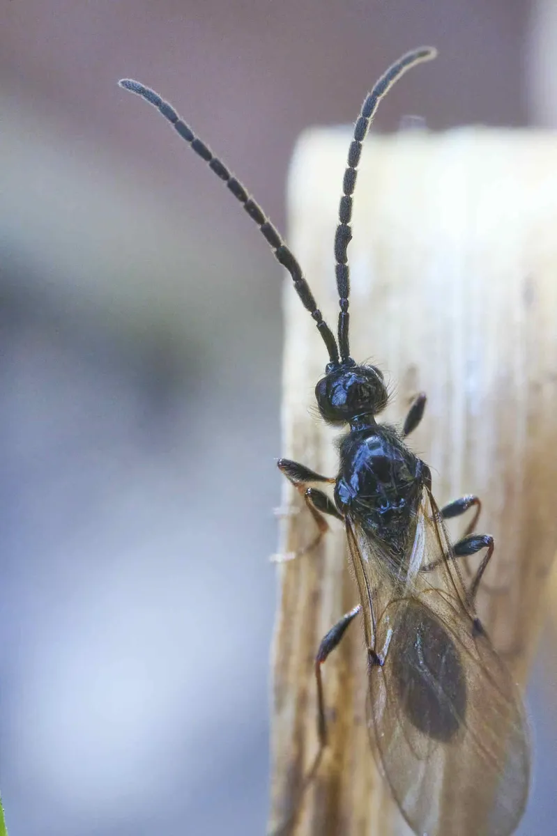 Spilomicrus annulicornis - photo 3