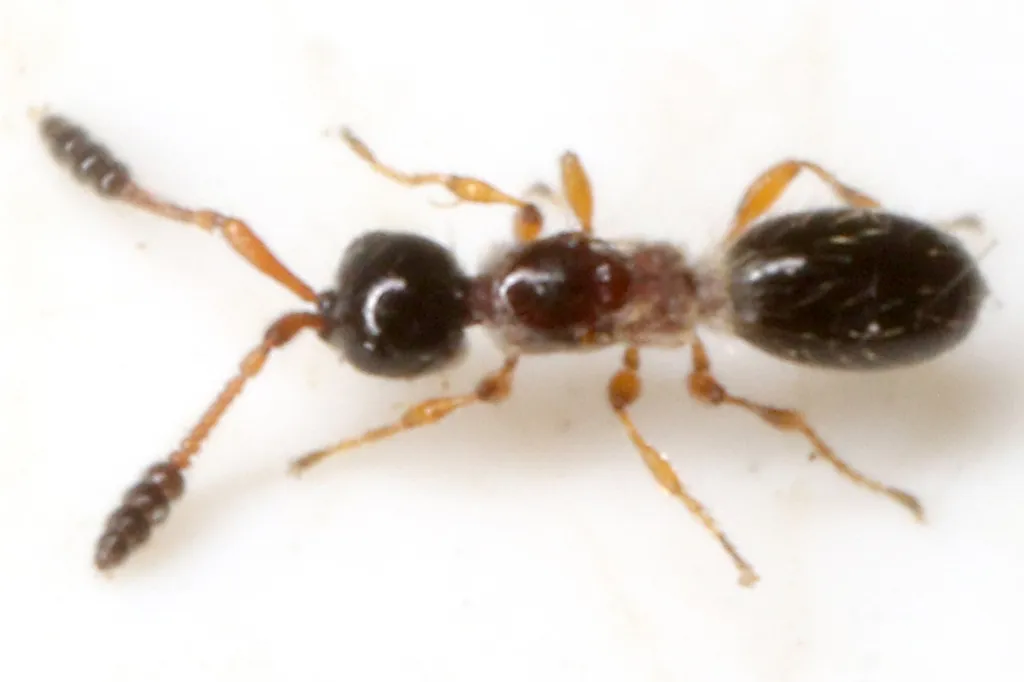 Spilomicrus antennatus - photo 2