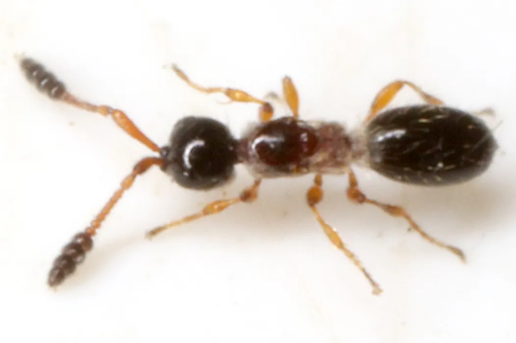 Spilomicrus antennatus - photo 3