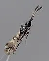 Spilomicrus exul