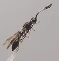 Spilomicrus exul - photo 2