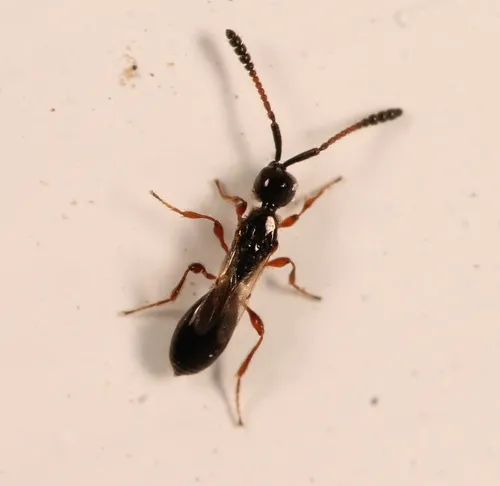 Spilomicrus hemipterus