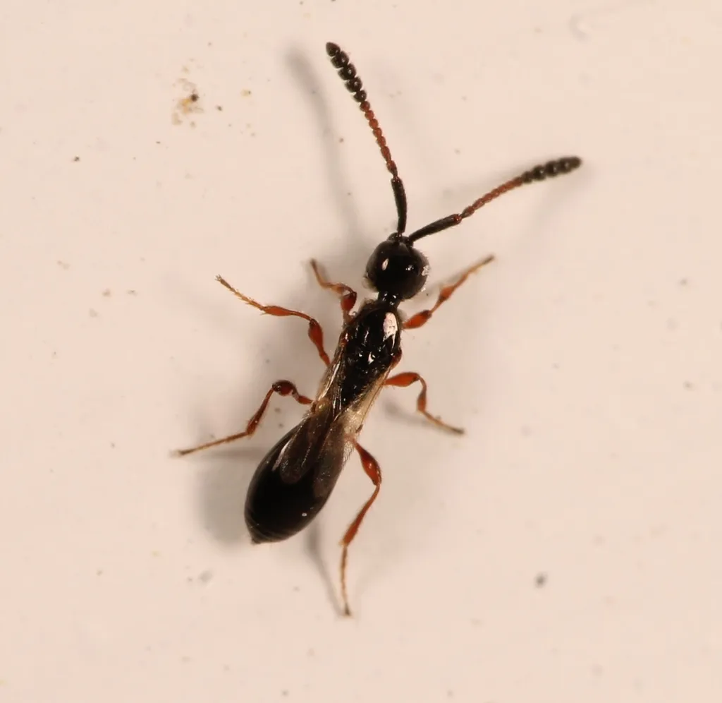 Spilomicrus hemipterus - photo 2