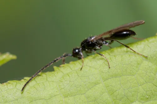 Spilomicrus stigmaticalis