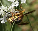 Spilomyia alcimus - photo 2