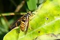 Spilomyia alcimus - photo 3