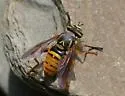 Spilomyia alcimus - photo 4