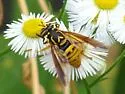 Spilomyia alcimus - photo 5