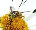 Spilomyia citima