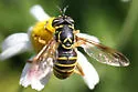 Spilomyia citima - photo 2