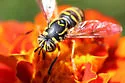 Spilomyia citima - photo 4