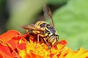 Spilomyia citima - photo 5