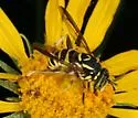 Spilomyia crandalli