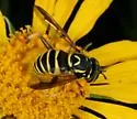 Spilomyia crandalli - photo 2