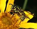 Spilomyia crandalli - photo 3
