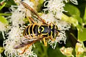 Spilomyia crandalli - photo 4