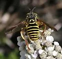 Spilomyia crandalli - photo 5
