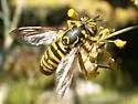 Spilomyia foxleei